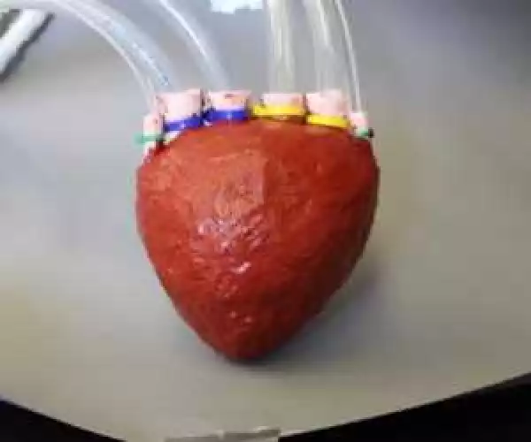 Hearts Made From Foam Could be Used in Human Bodies